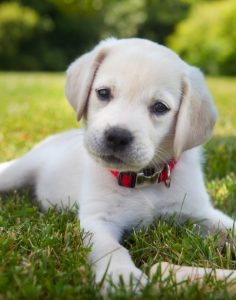 Dog and Cat Hospitalization