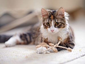 cat01