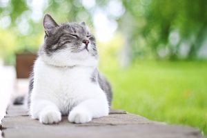 cat08