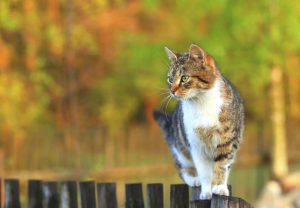 cat09