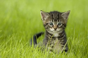 cat10