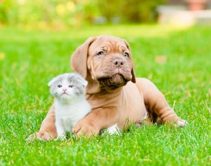 dog-cat01