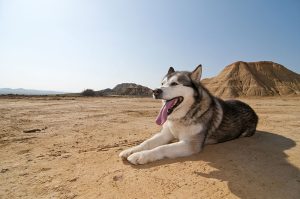 dog10