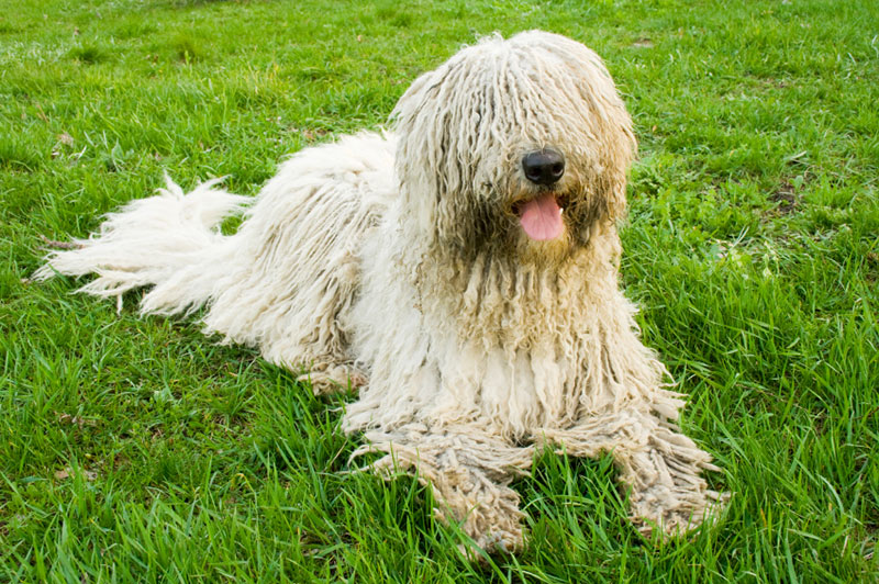 dog15